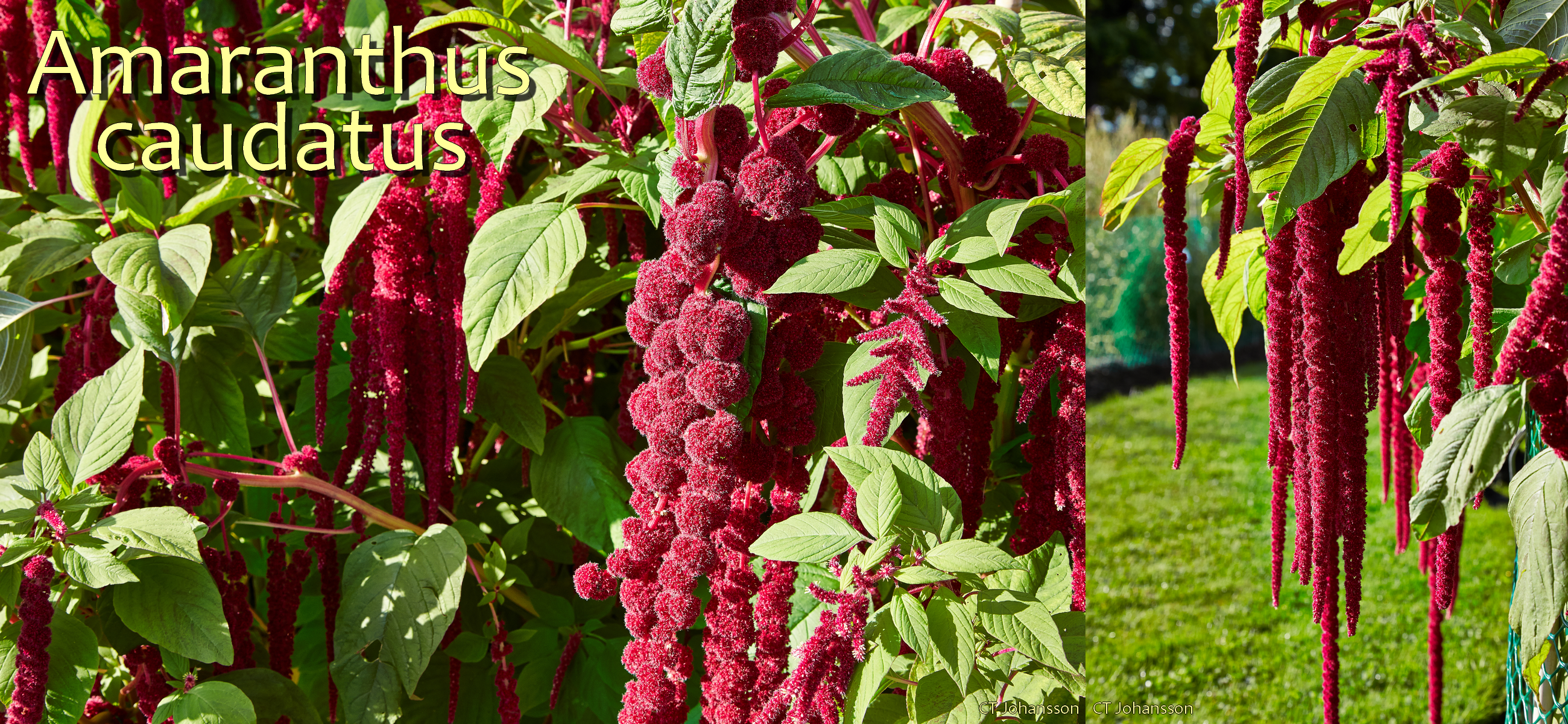 Amarante caude ou queue-de-renard (Amaranthus caudatus)  Plantae felinae